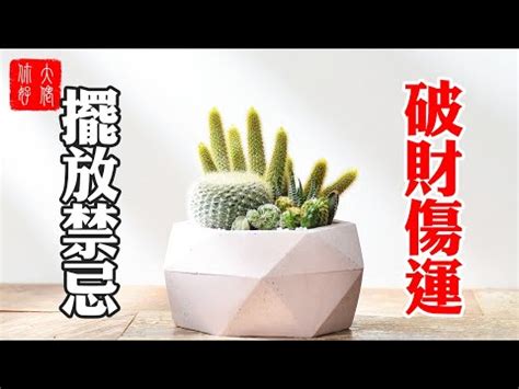 仙人掌可以放客廳嗎